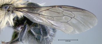 Media type: image;   Entomology 610952 Aspect: front wing